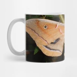 Moth Insect Bug Close Up Nature Photography Wildlife Mug